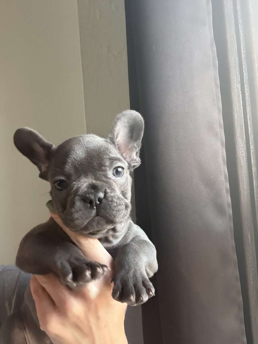 French Bulldog Puppy image 4