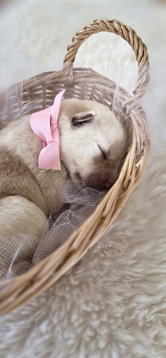 Labrador Retriever/Border Collie Puppies For Sale image 8