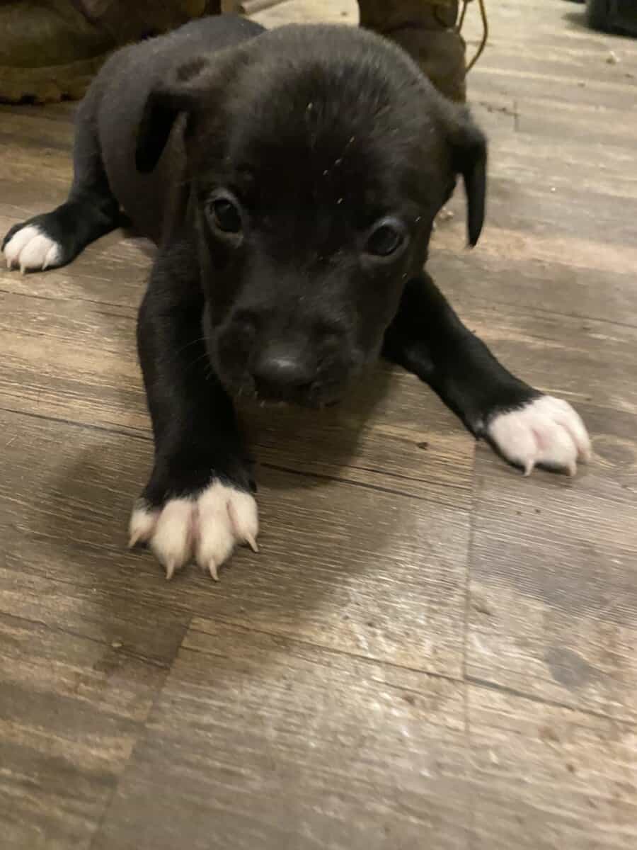 Cuteeee puppies available! image 3