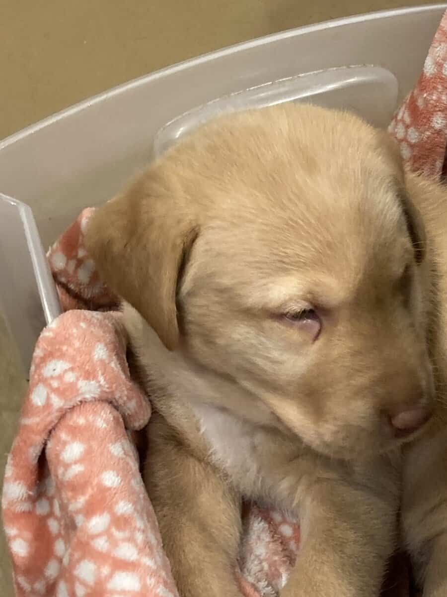 Lab mix puppies image 8