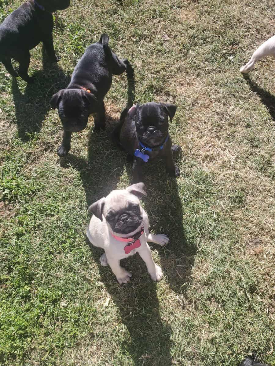 Pug puppies for sale image 9