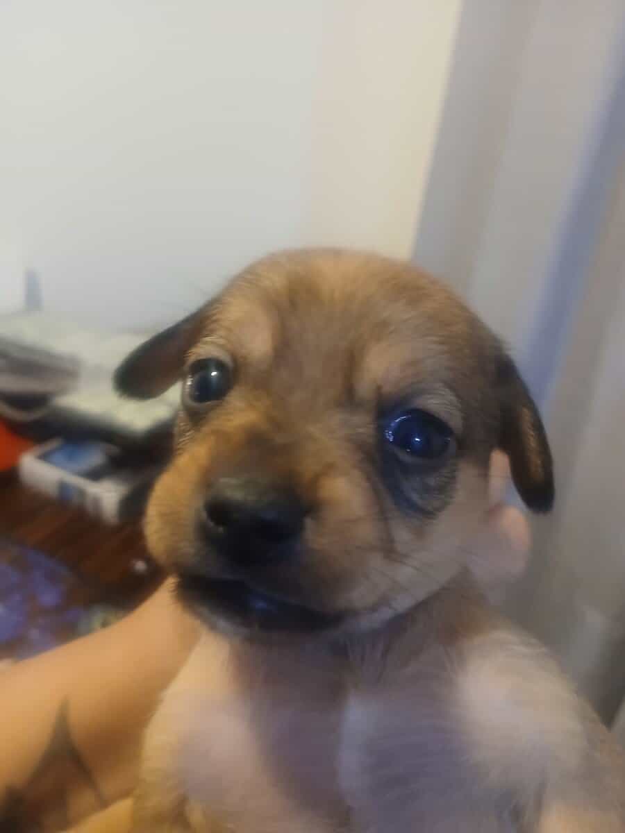 ☆ ☆ CHRISTMAS PUPPIES ☆ ☆《Ridgeback/Terrier》 image 3