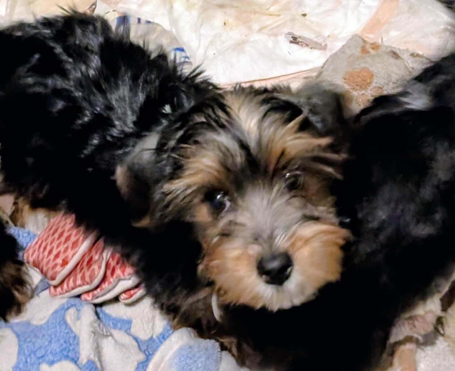 Adorable Party yorkies image 3