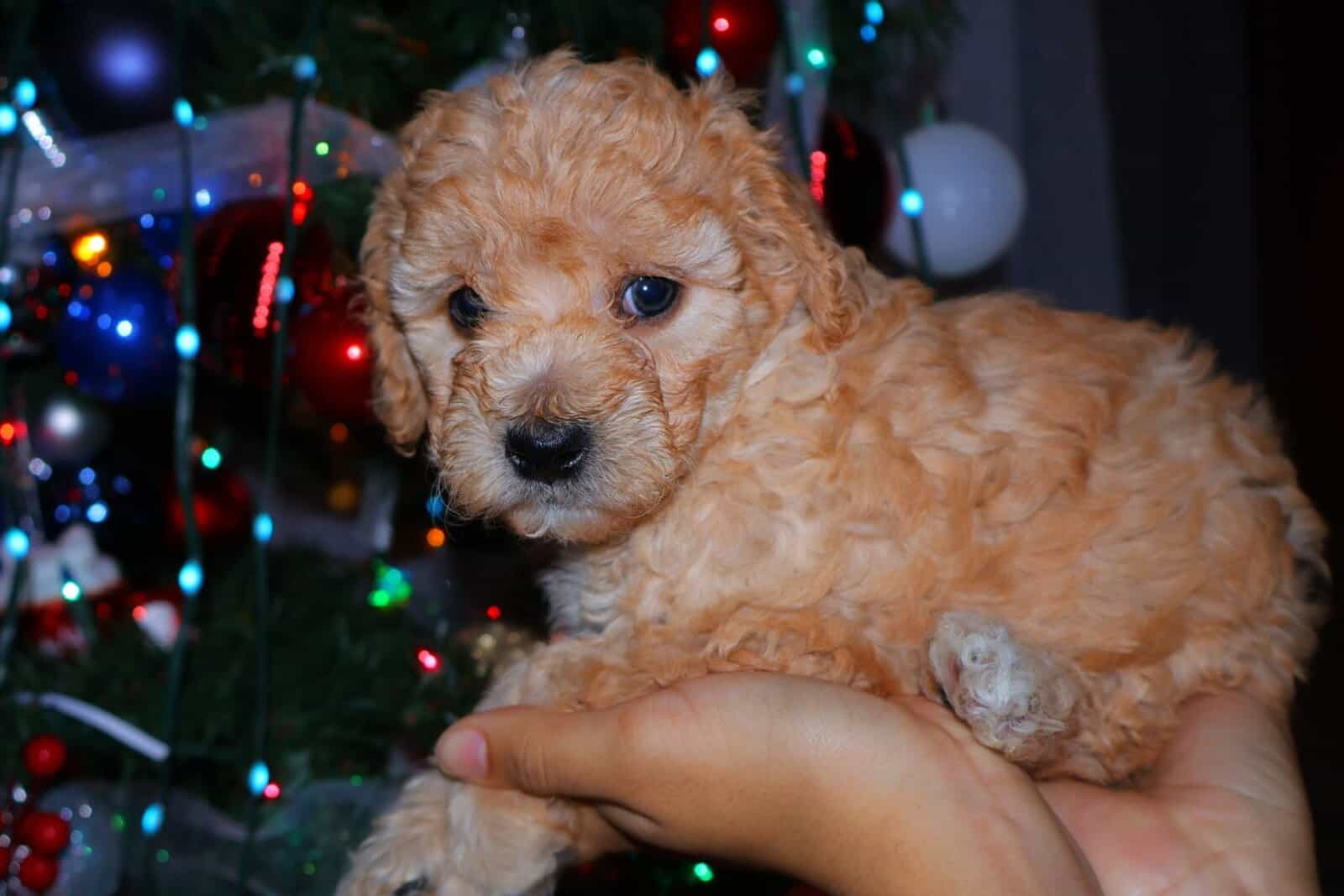 Baby boy image 1
