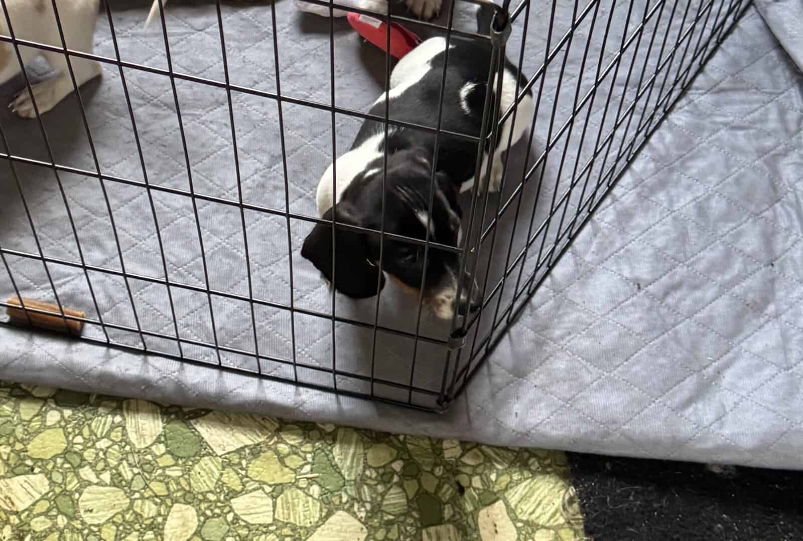 Puppy image 1