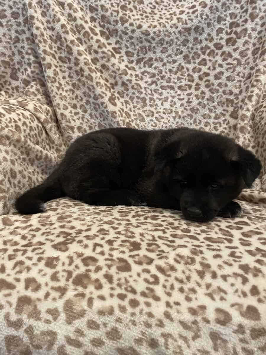 American Akita puppies image 2