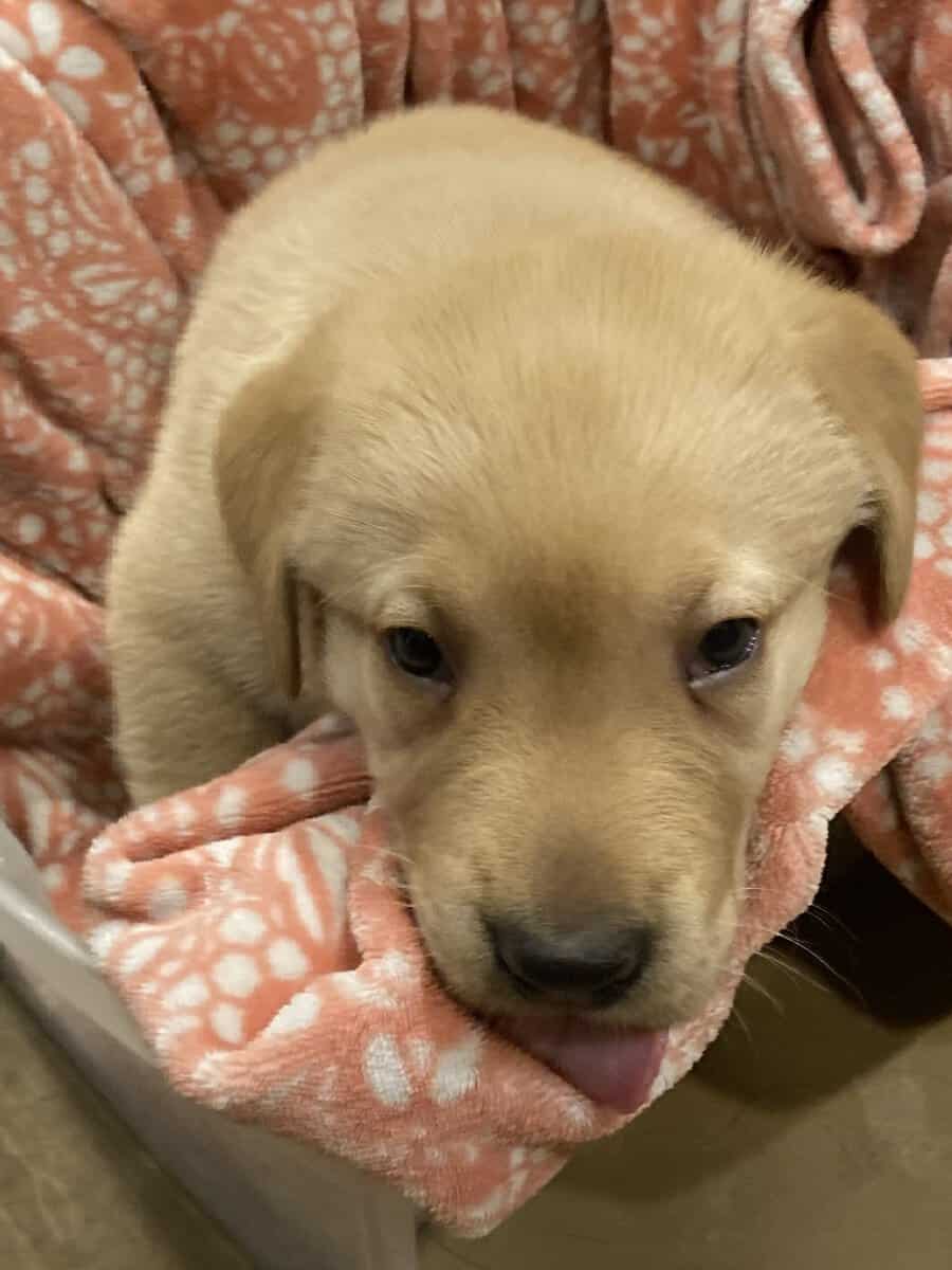 Lab mix puppies image 14