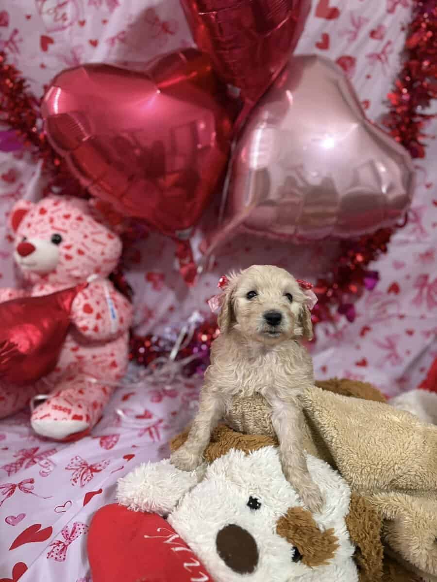 Goldendoodle Puippies image 14