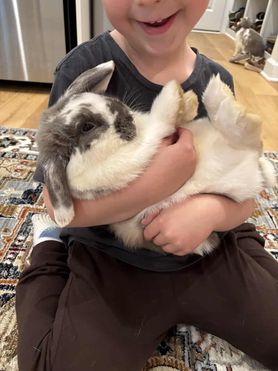 Holland Lop Bunny Brothers image 3