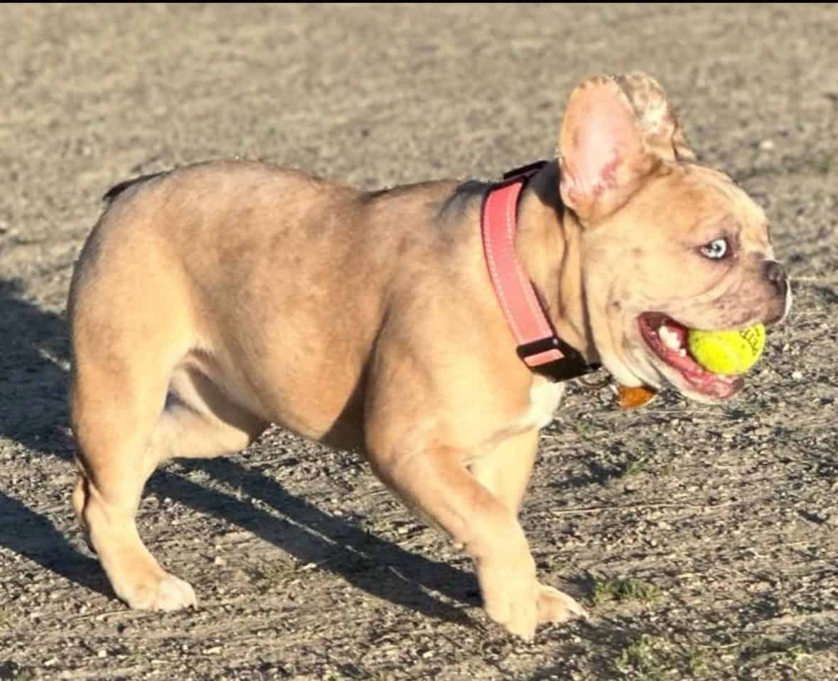 Selling our beautiful 3 year old French bulldog image 3
