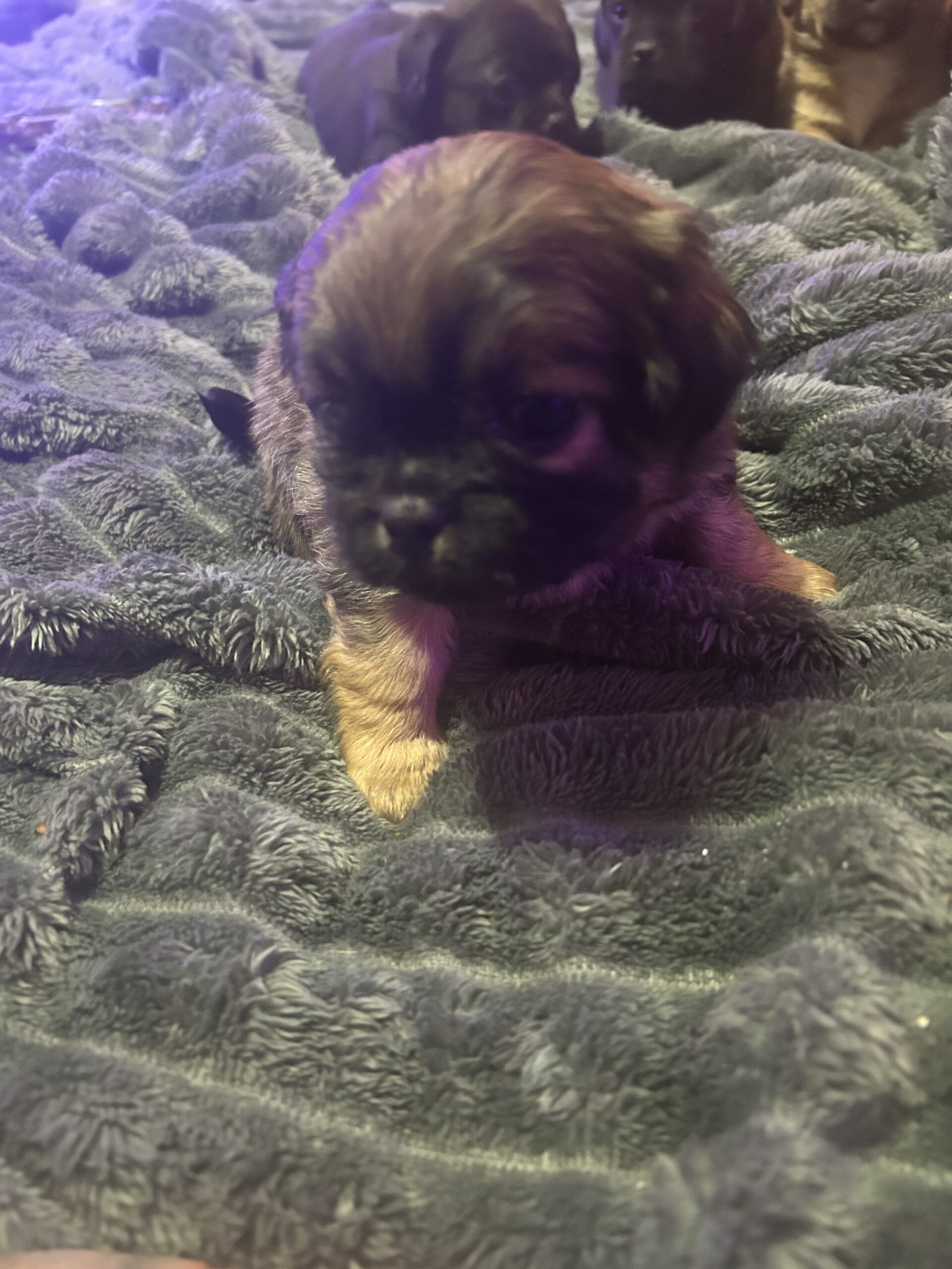 Puppy’s for sale puppy puppies image 3