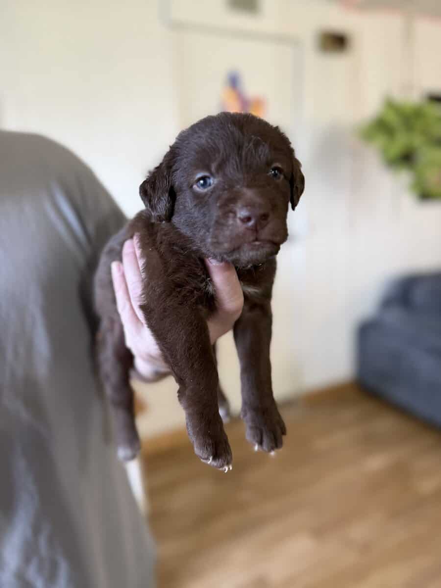Looking for their furever homes! image 3