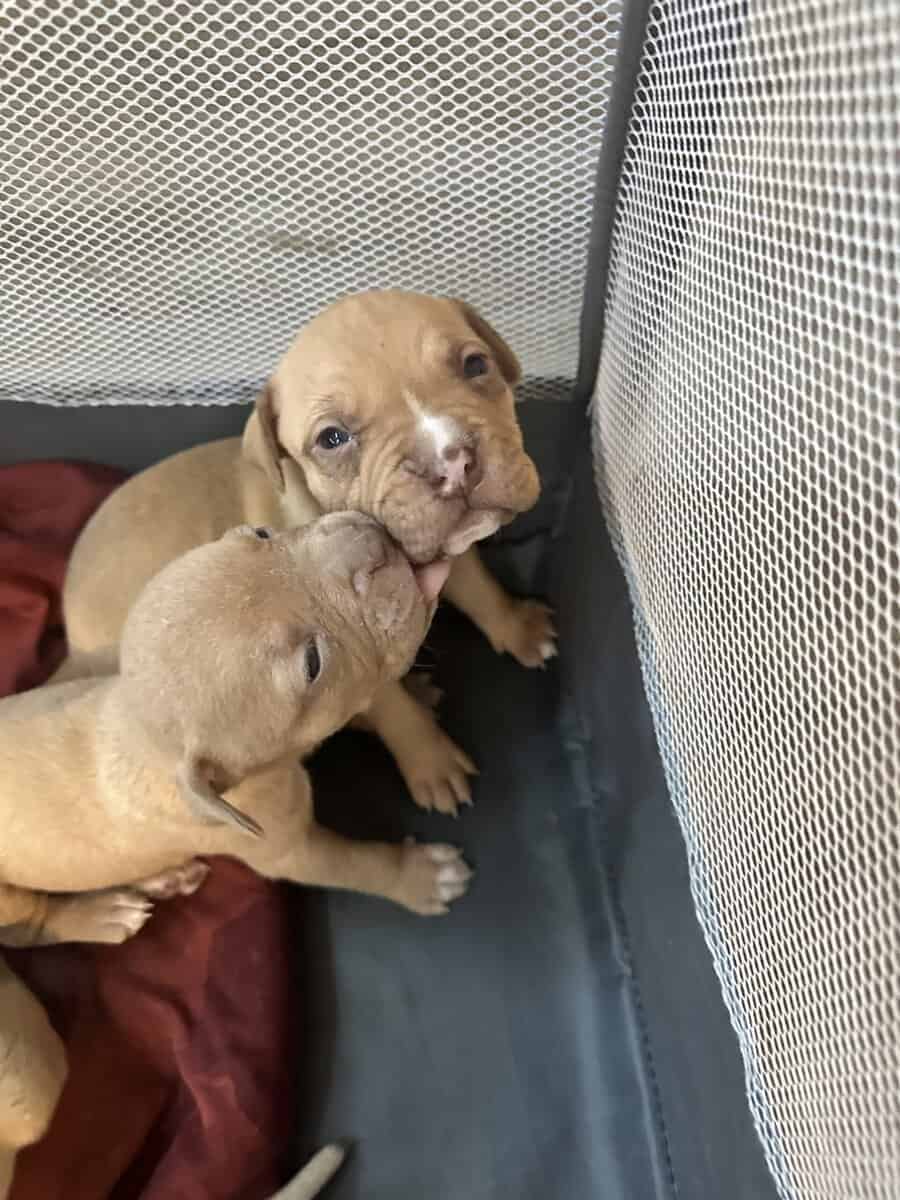Pitbull Mastiff Babies for Valentine’s Day image 7