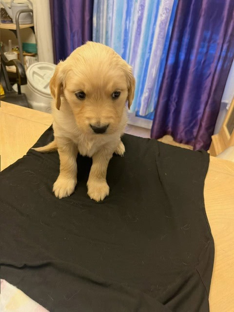 Golden Retriever Puppies image 6