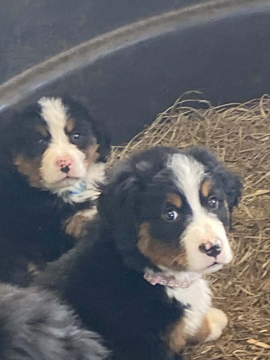 Bernese mountain dog puppies for sale image 1