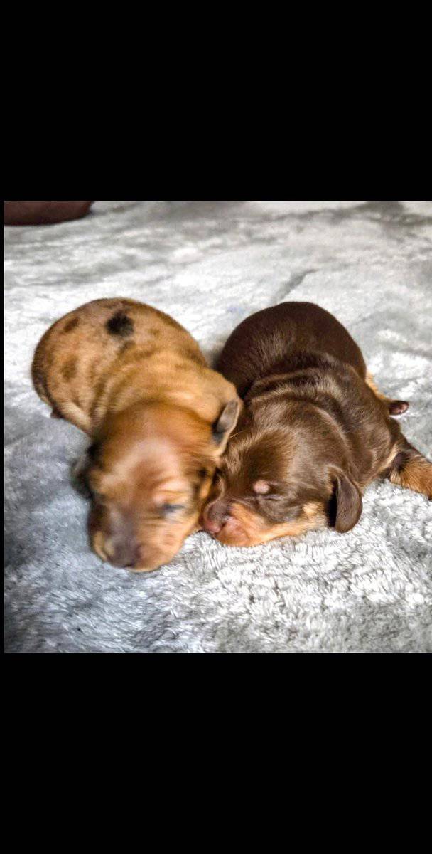 Mini dachshund puppies image 1