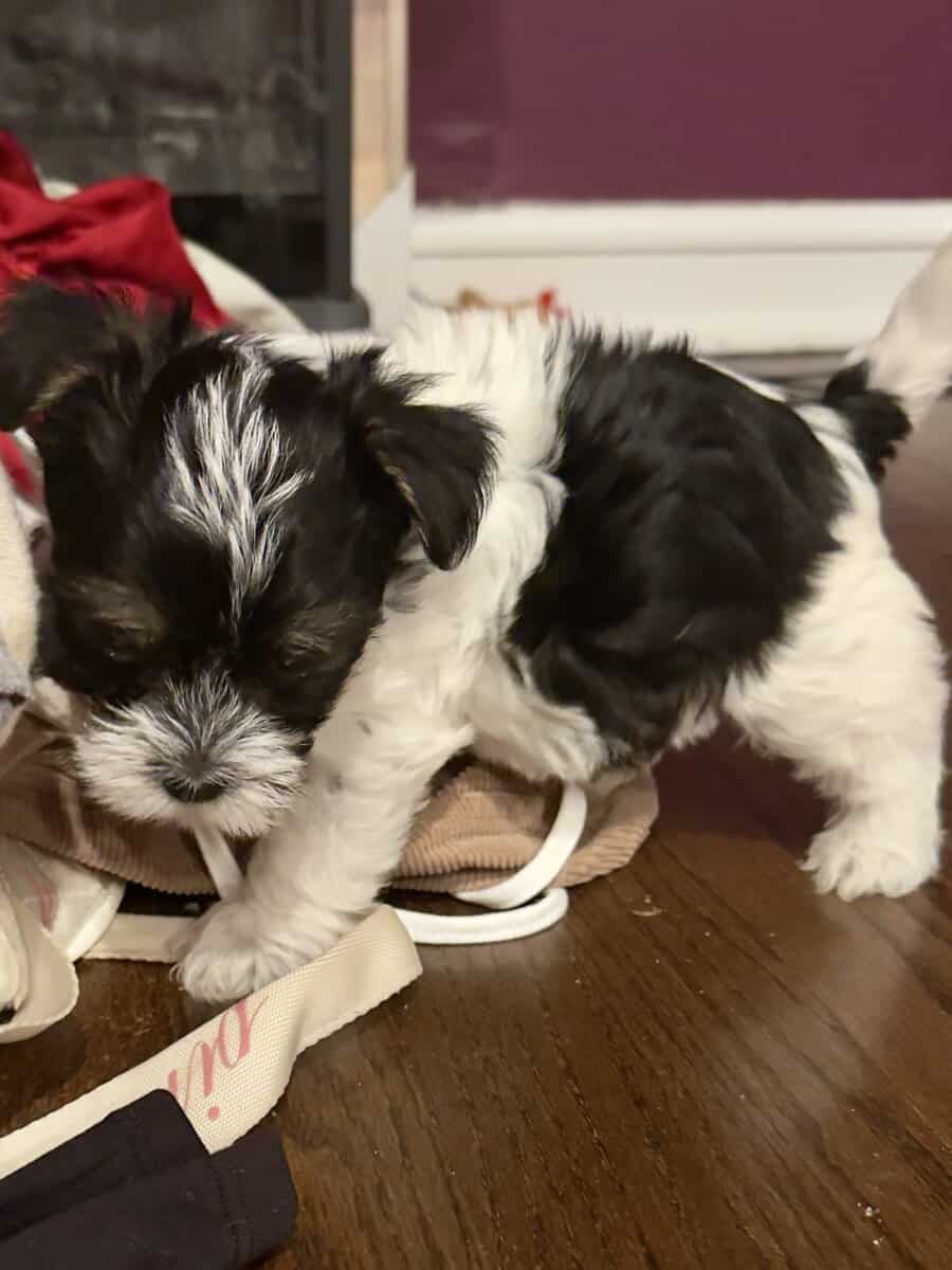 Havashire Male Puppies Perfect Companion image 3