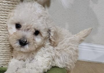 Valentine’s maltipoos 💗🎊