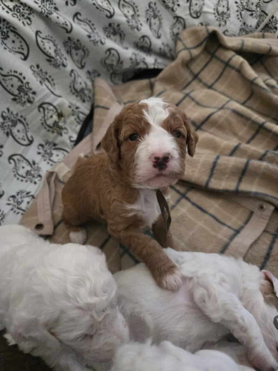 Mini Goldendoodle image 1