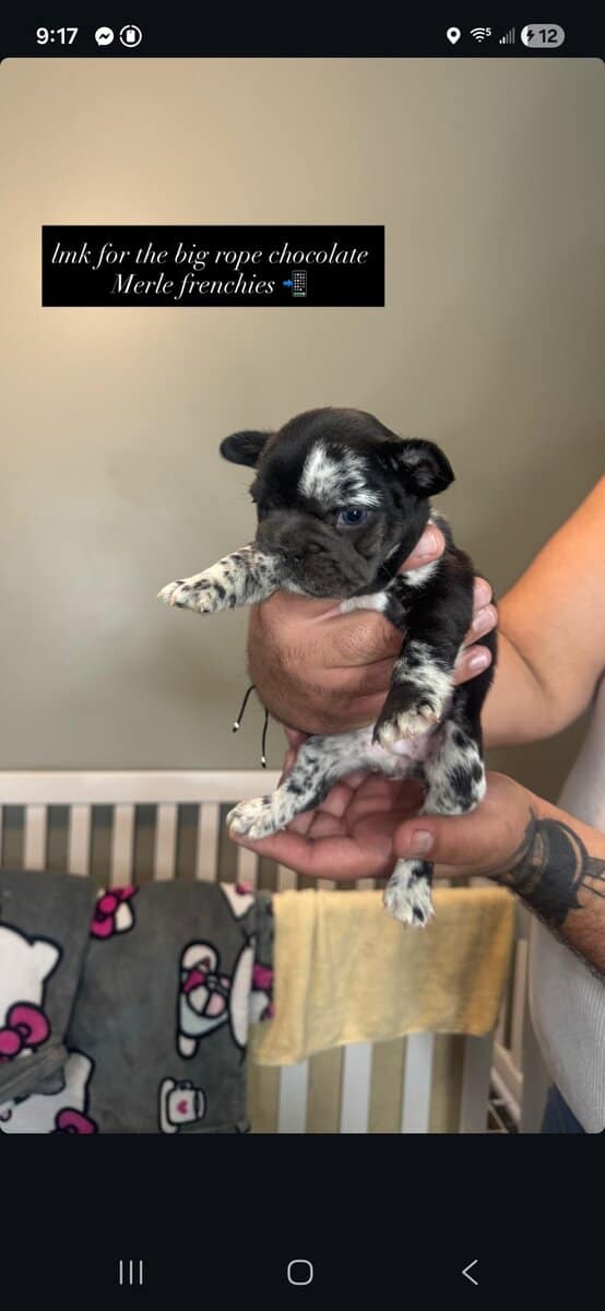 Bigrope fluffy french bulldog image 4