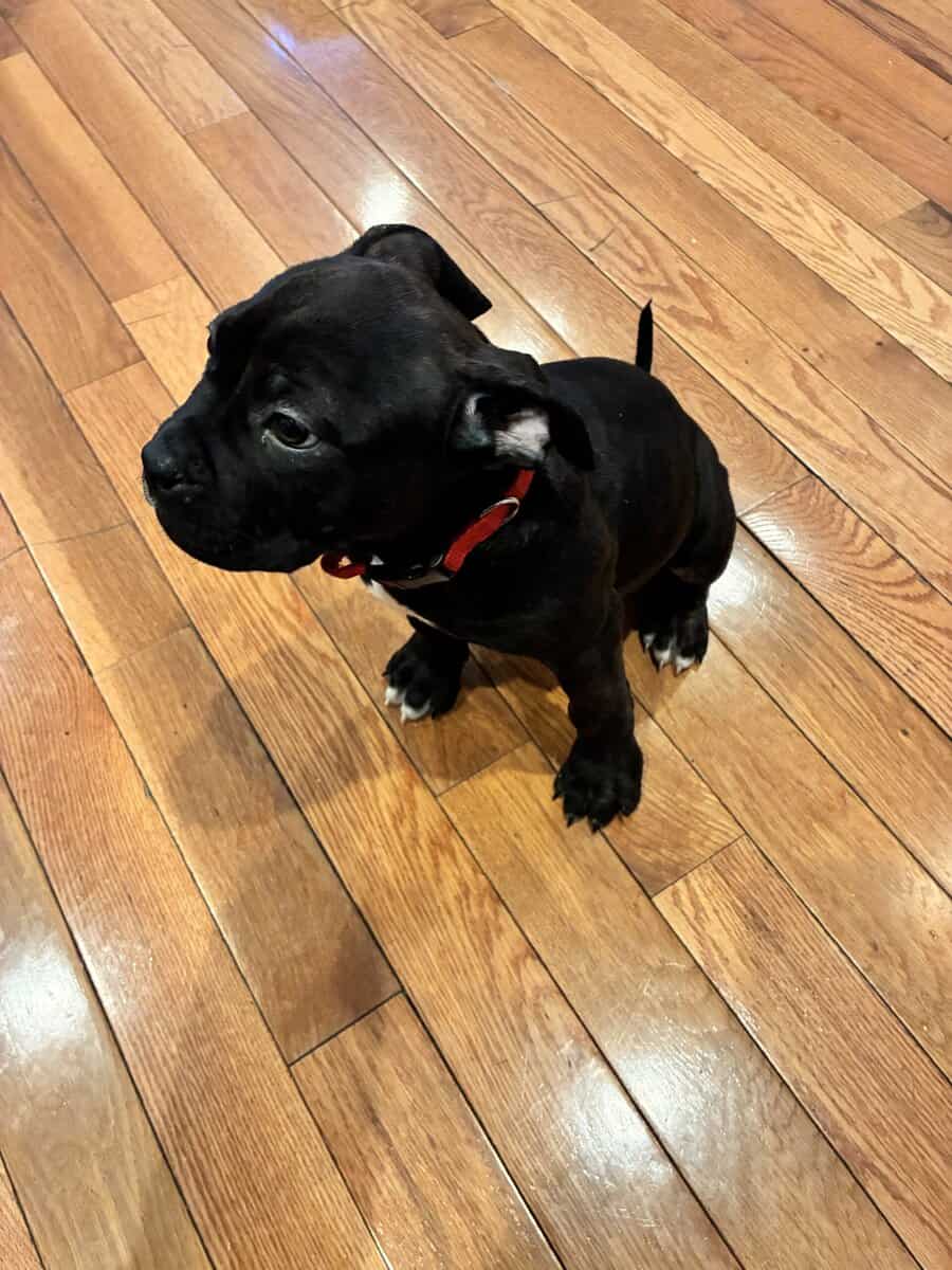 9 week old American bully puppy male image 1