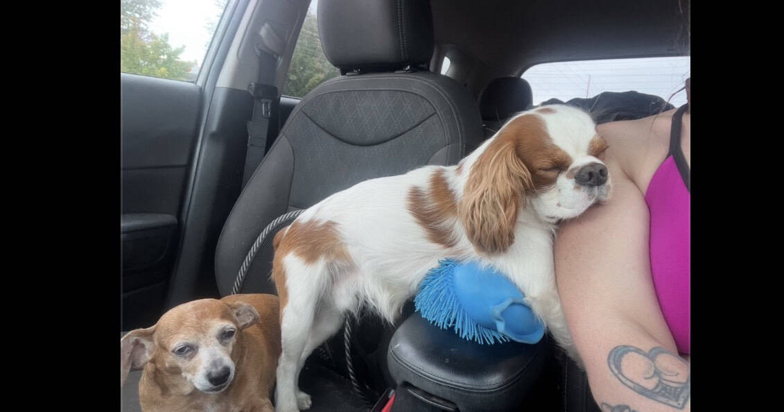 King Charles cavalier image 2