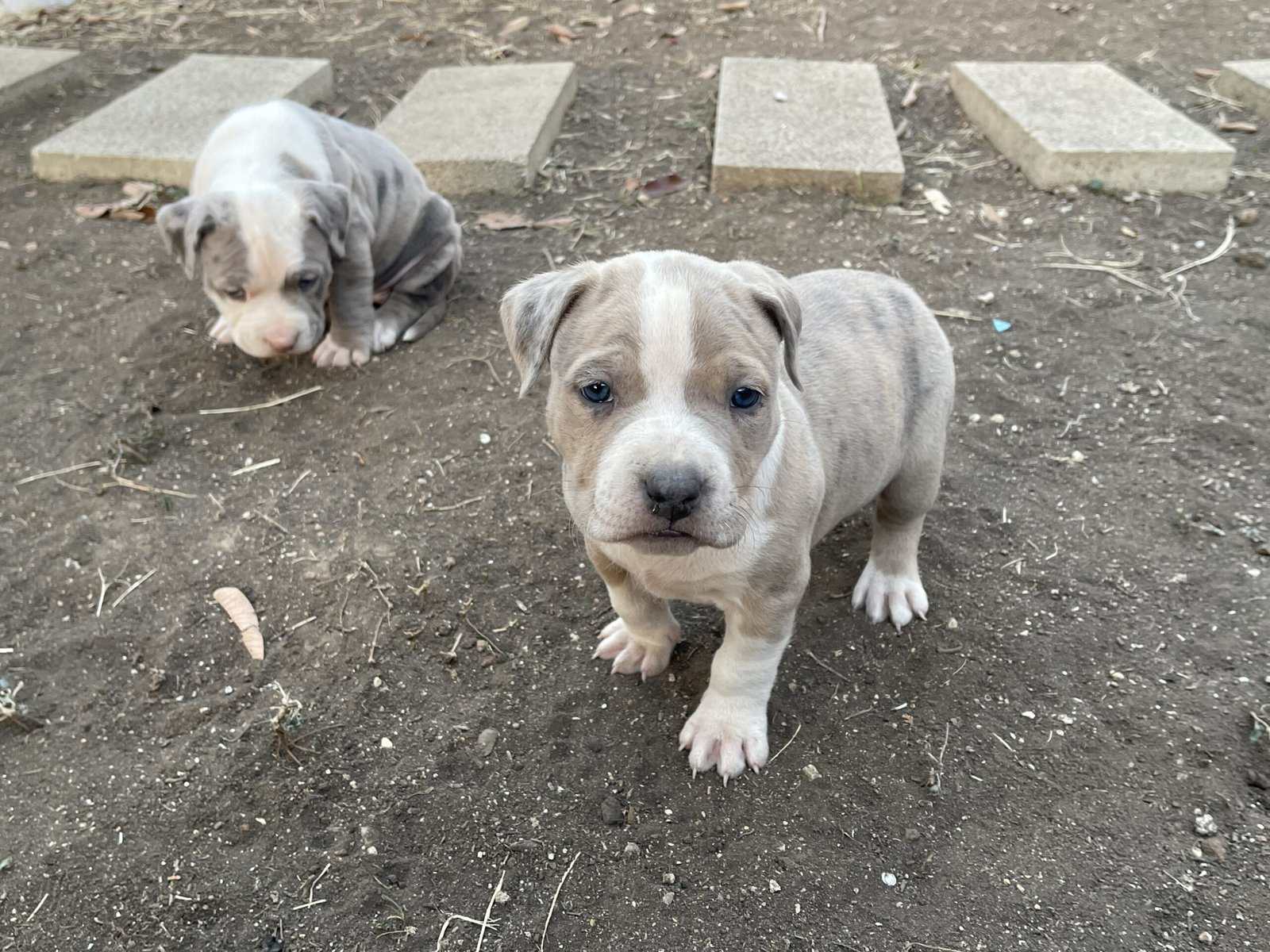 Bully pups image 6