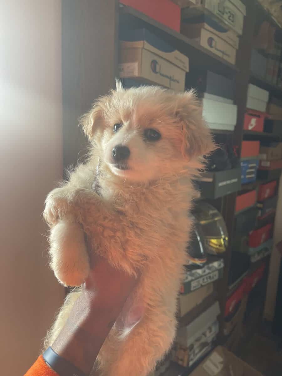 Pomeranian Puppies image 2