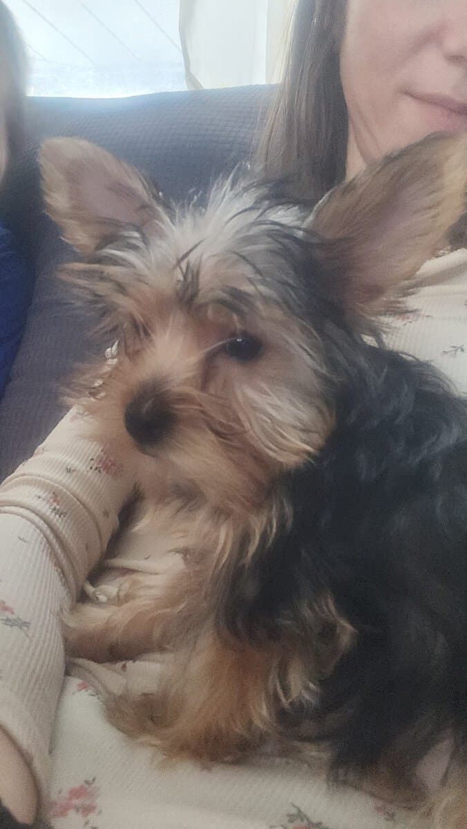Yorkie puppies for sale image 3