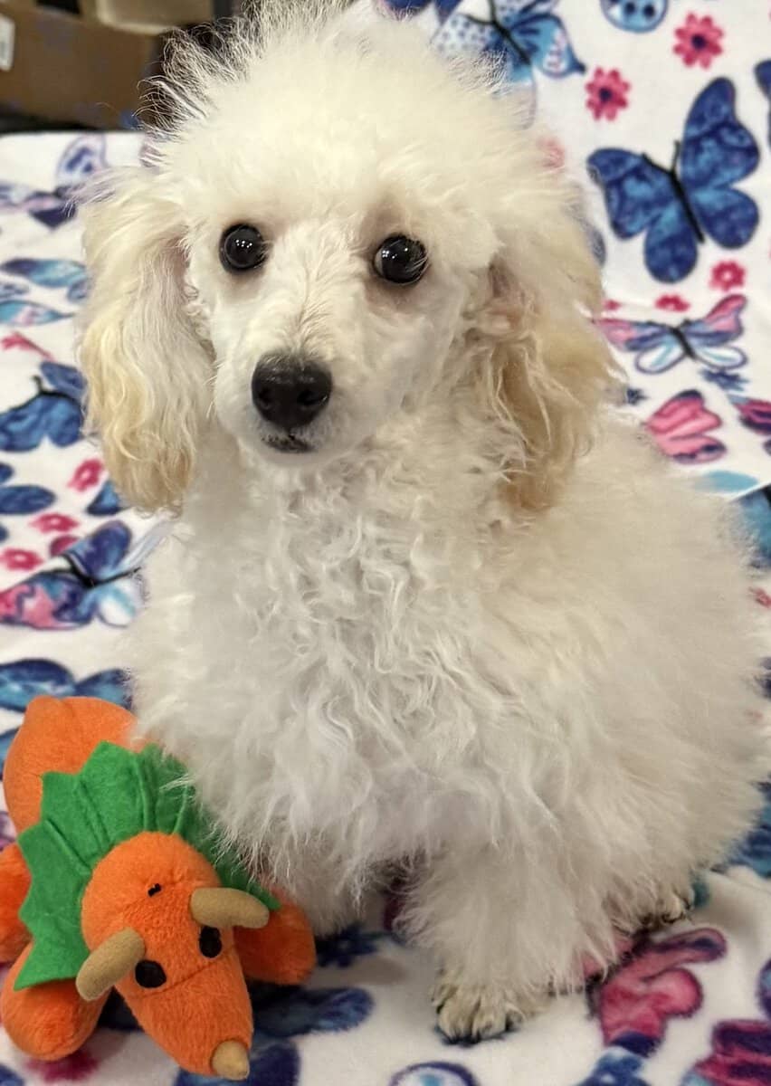 Toy poodle image 2