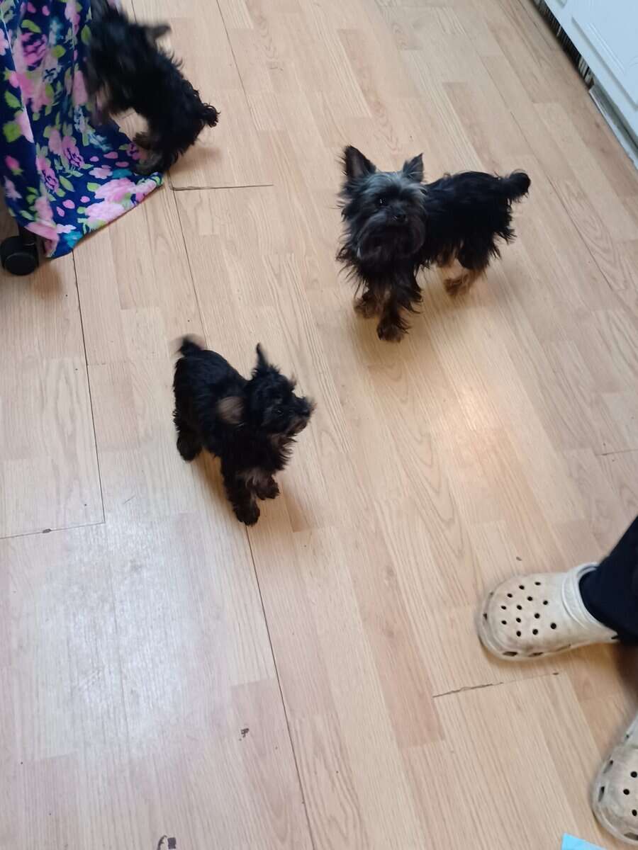 CKC REGISTERED TEACUP YORKSHIRE TERRIER (Girl) image 10