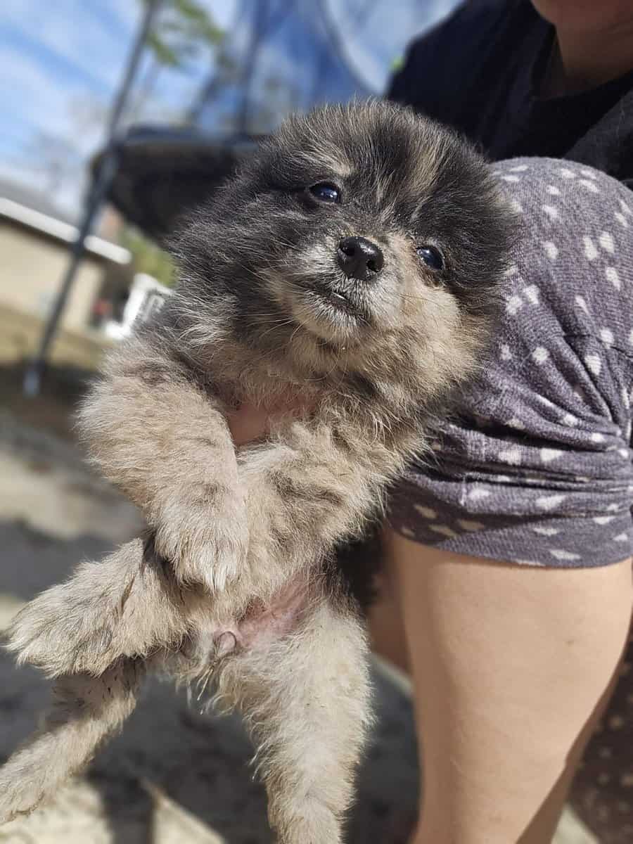 Pomeranians image 4