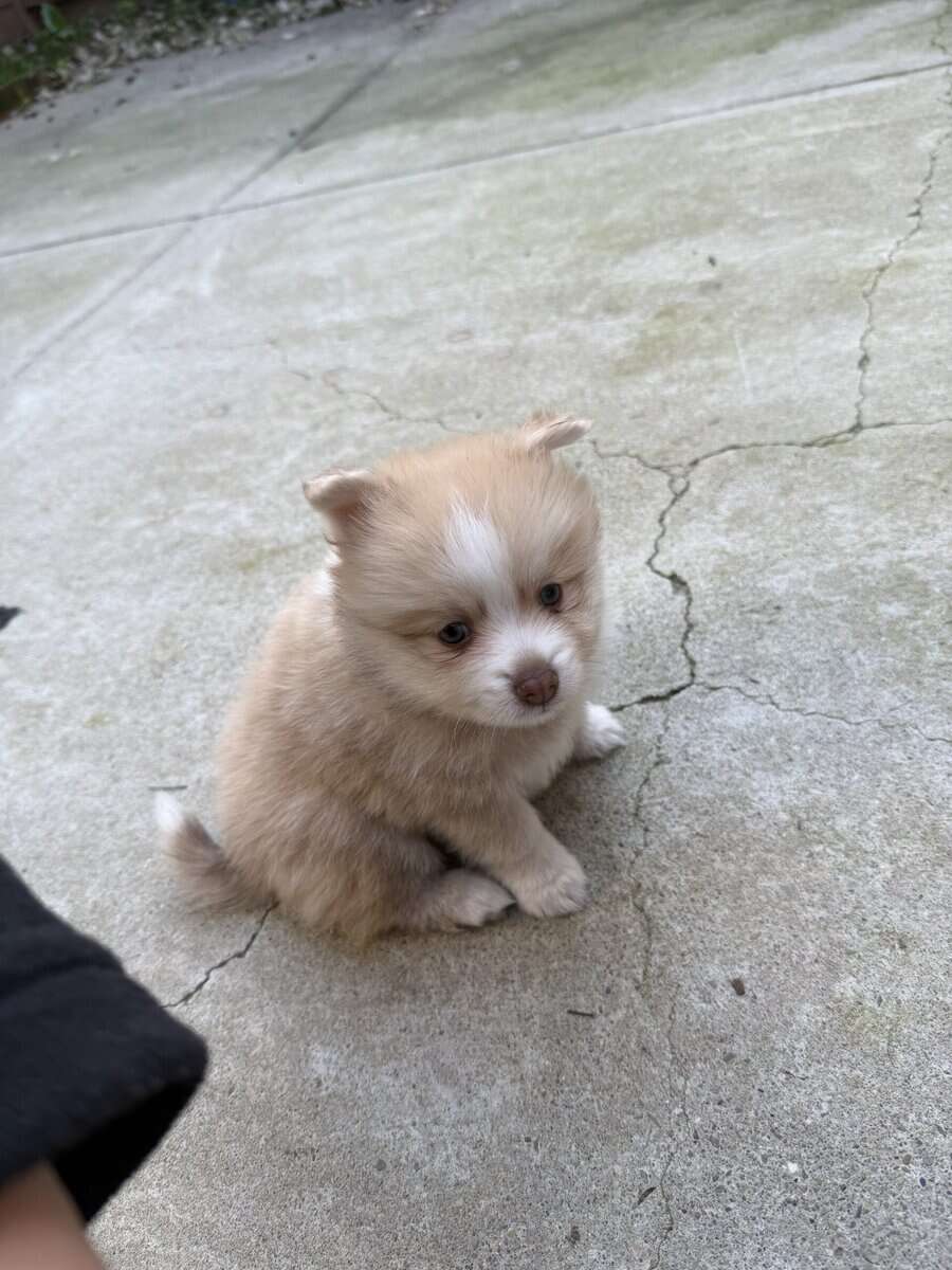 Pom puppies image 3