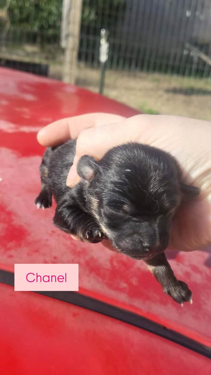 Teacup Chihuahua puppies image 1
