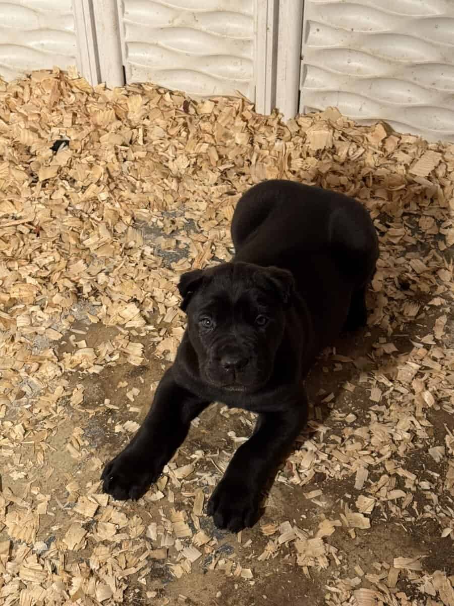 Cane Corso Pups image 1