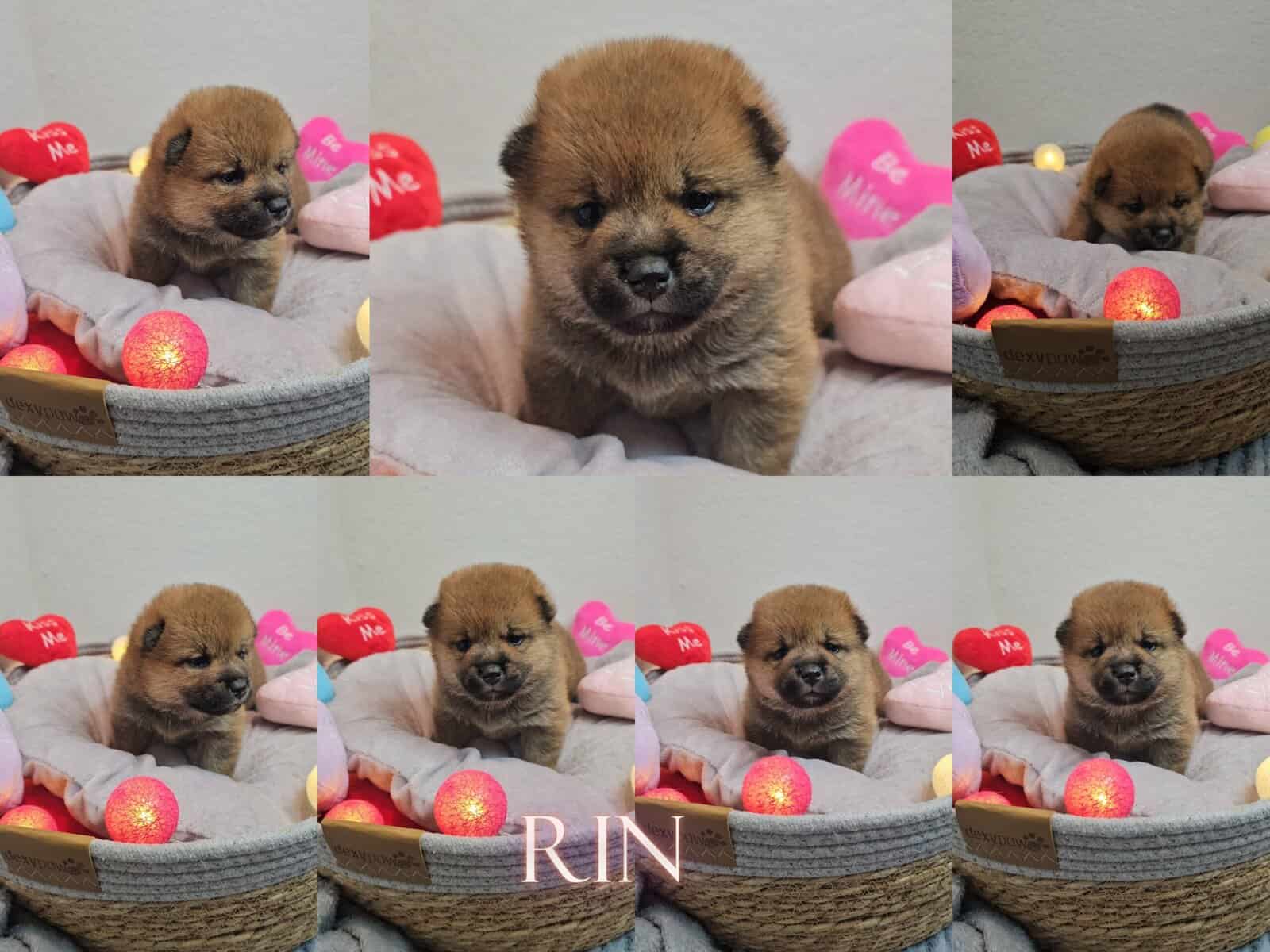 Shiba Inu Puppies image 6