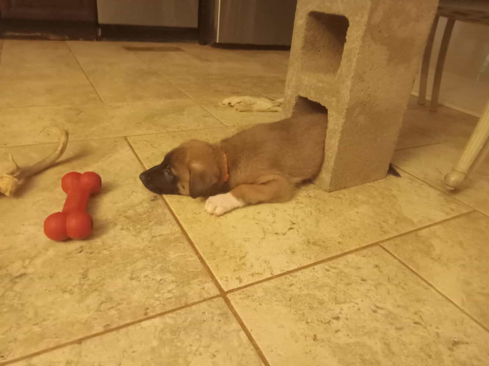 Belgian Malinois/ Shepard image 3
