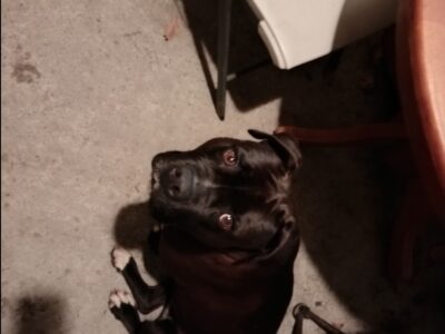 American Staffordshire terrier