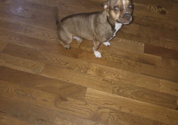 Sweet Chihuahua Looking for a Loving Home