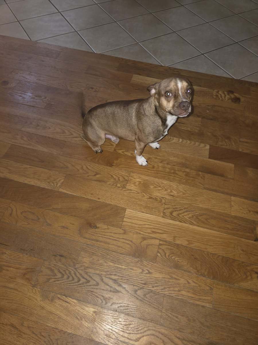 Sweet Chihuahua Looking for a Loving Home image 1