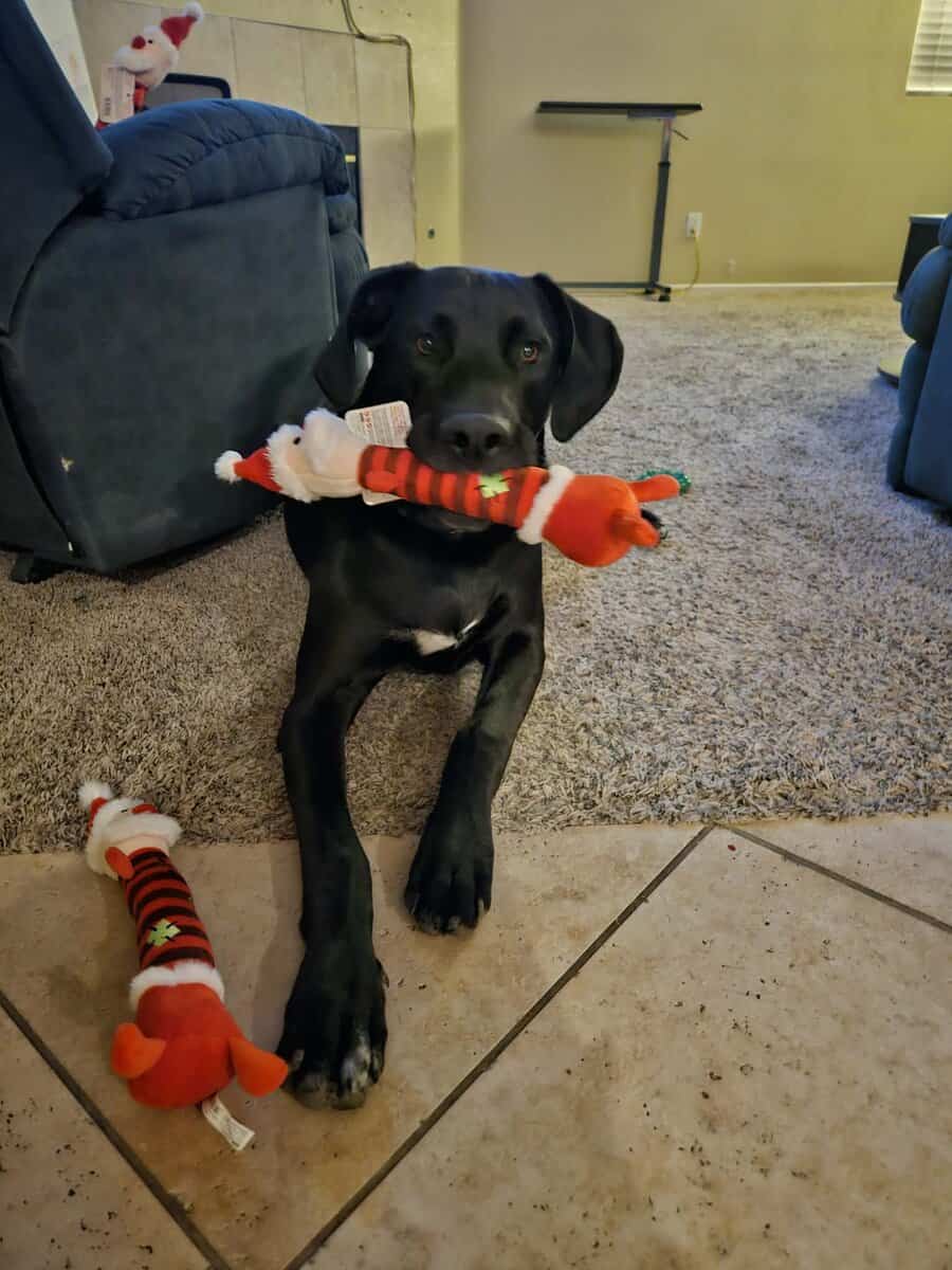 Meet Koda- The Sweetest Heartbreak image 1