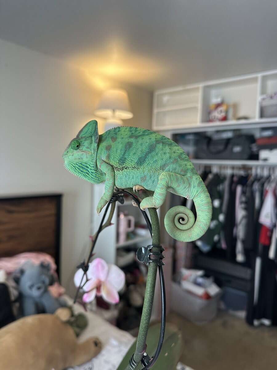 Chameleon and enclosure image 2