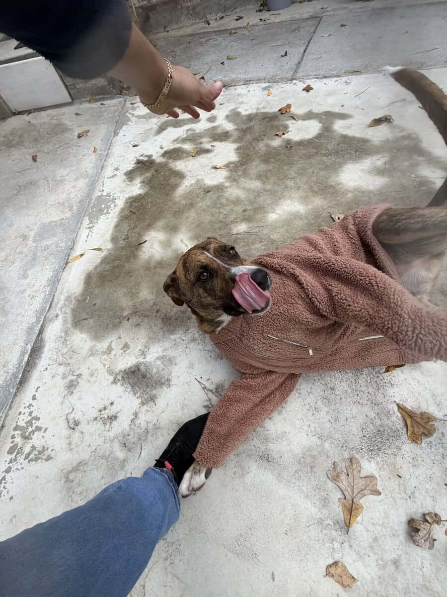 Looking for a loving home for Nena image 2