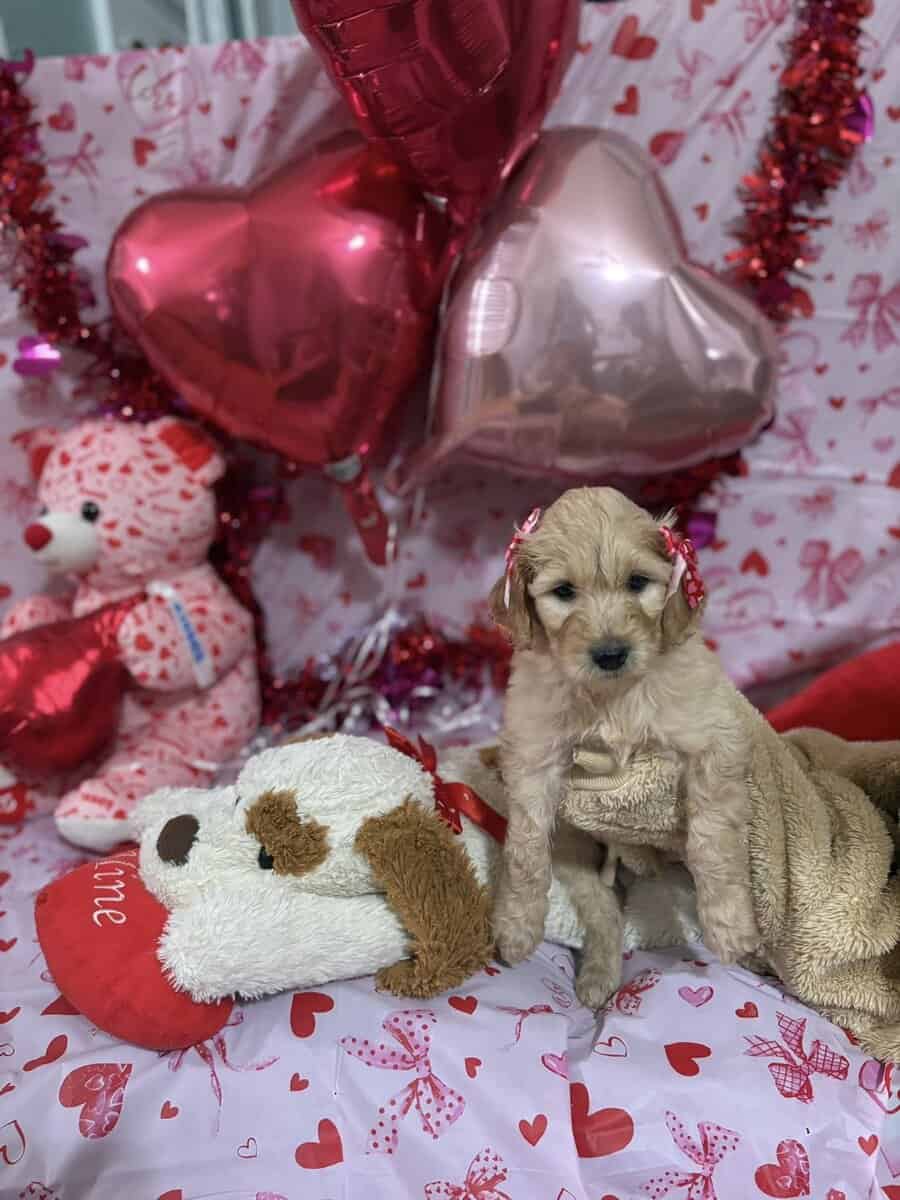 Goldendoodle Puippies image 10