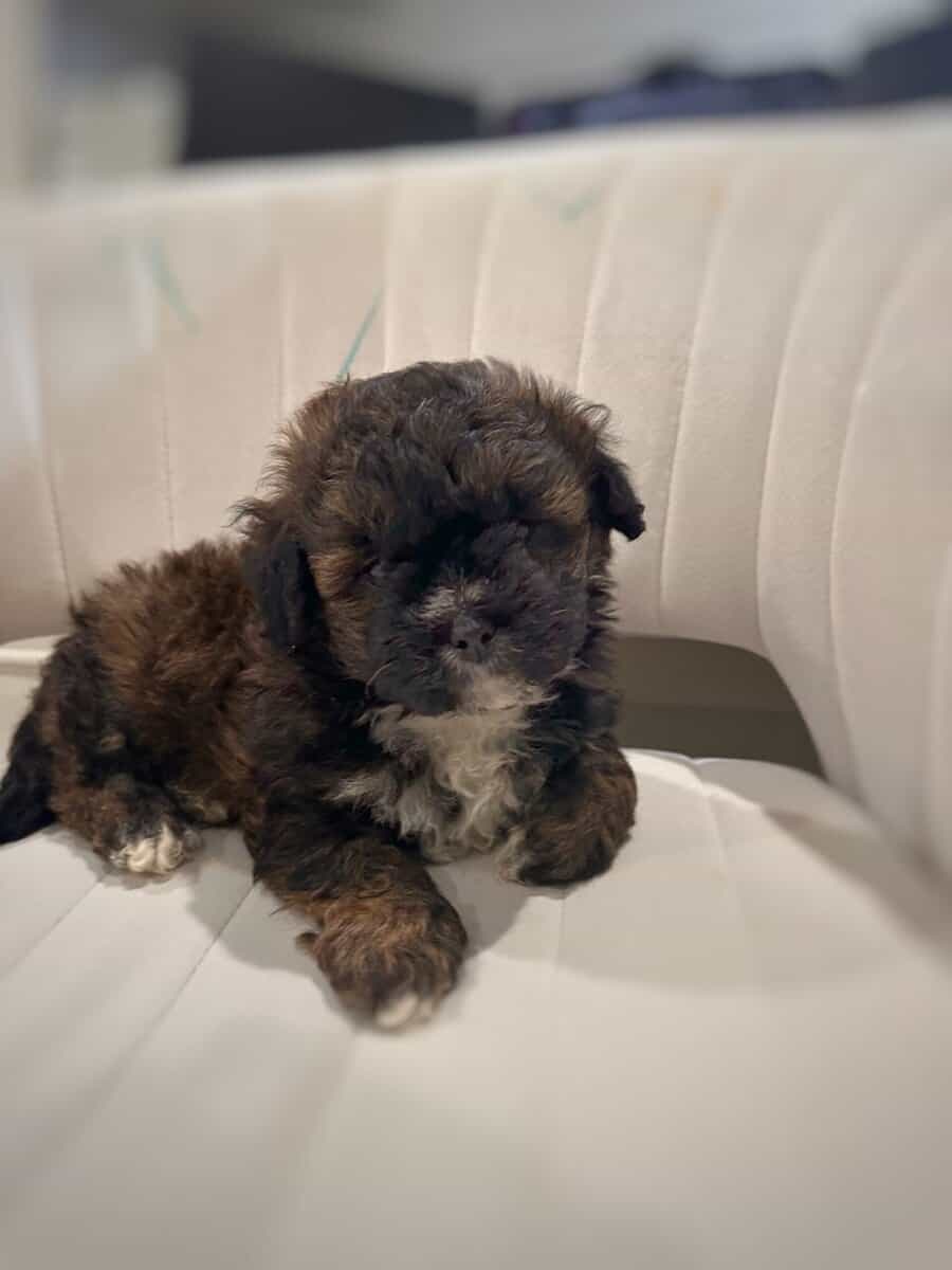 Tri-Colored 8 Week Old Shih-Poo Puppy image 7