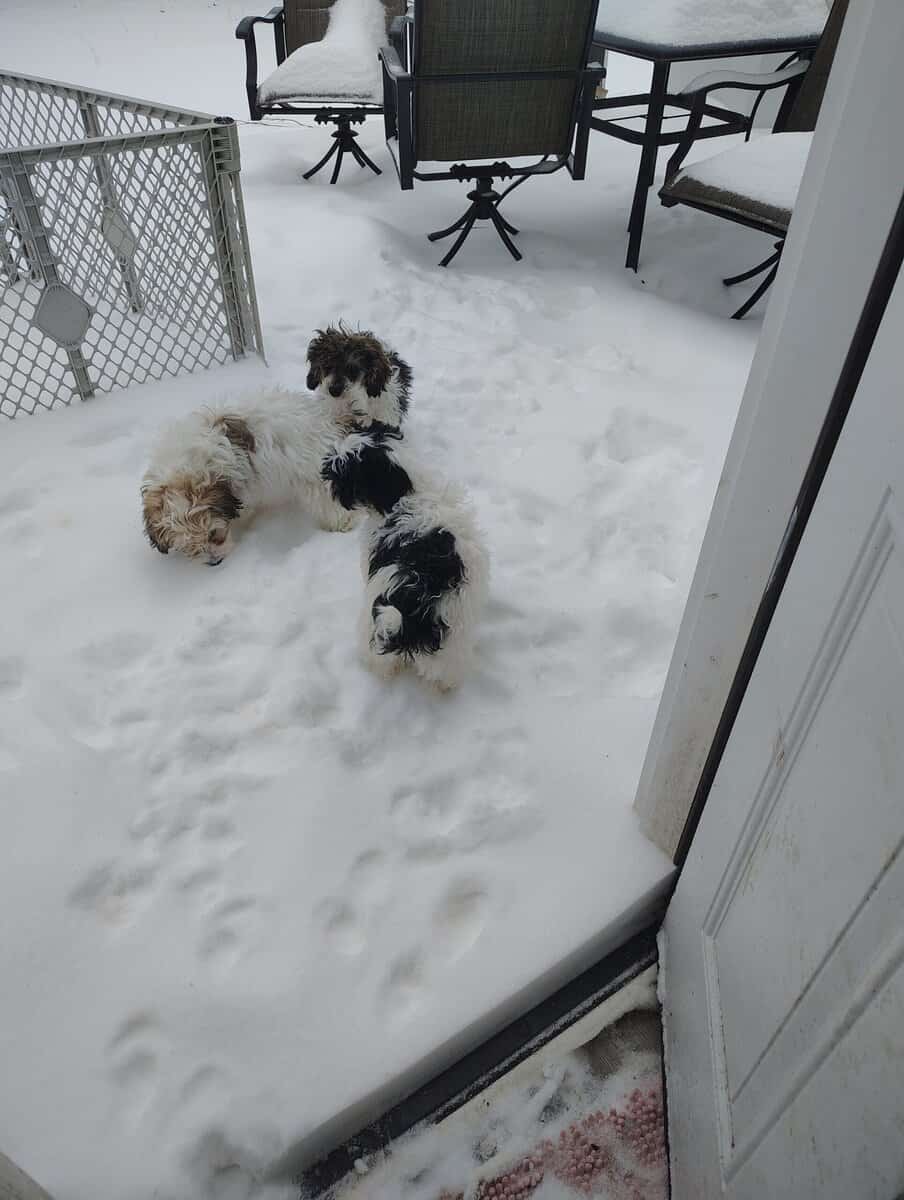 Yorkiepoo image 2