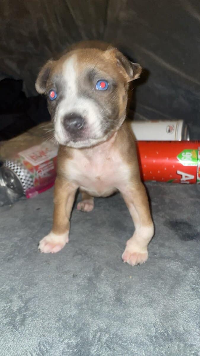 PUPPY GIRL FEW WEEKS OLD image 3
