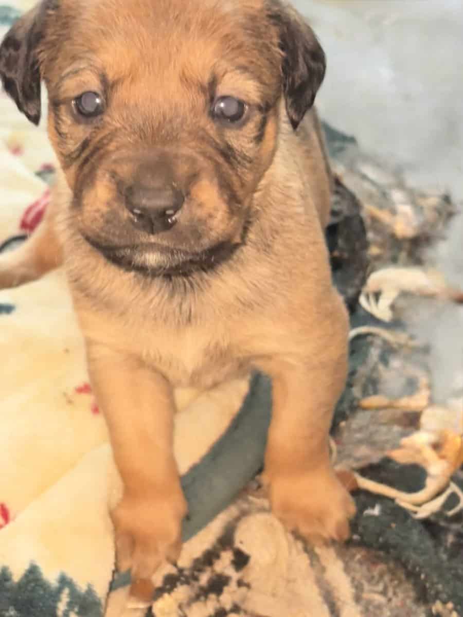 Puppies for sale image 1