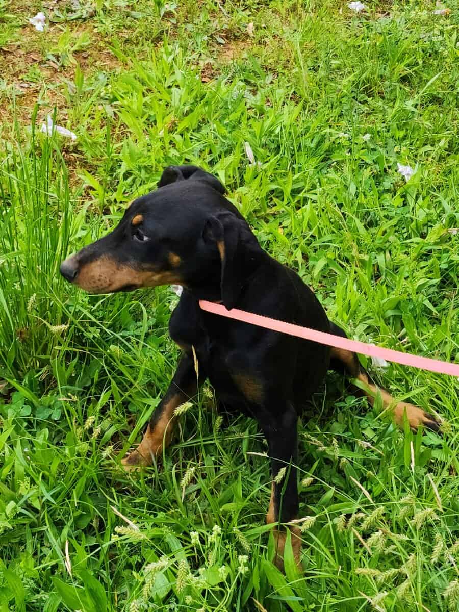 Doberman image 3