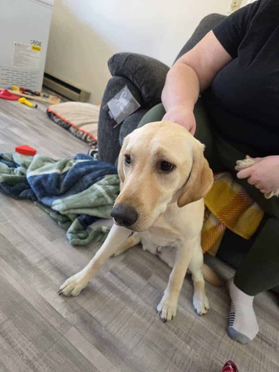 Rehoming skye image 1
